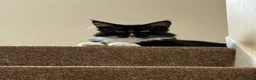 Maine Coon cats for sale: Fantastic TICA registered Maine Coon boy. - Advert 1