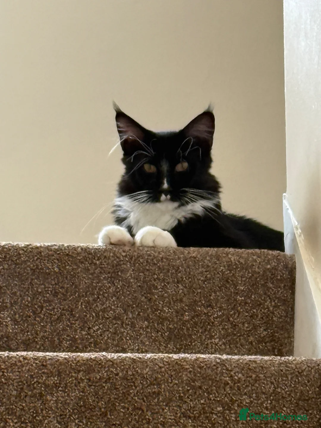 Maine Coon cats for sale: Fantastic TICA registered Maine Coon boy. - Advert 1