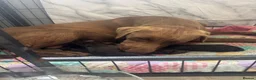 Labrador Retriever dogs for sale: Chunky chocolate Labrador puppies  - Advert 15