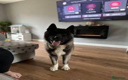 Akita dogs for sale: 4 year old Akita  - Image 23