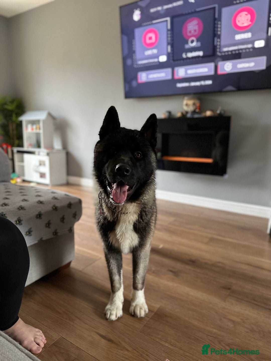 Akita dogs for sale: 4 year old Akita  - Image 23
