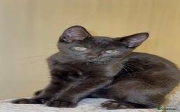 Mixed Breed cats for sale: Stunning Female Black Kitten  - Advert 4