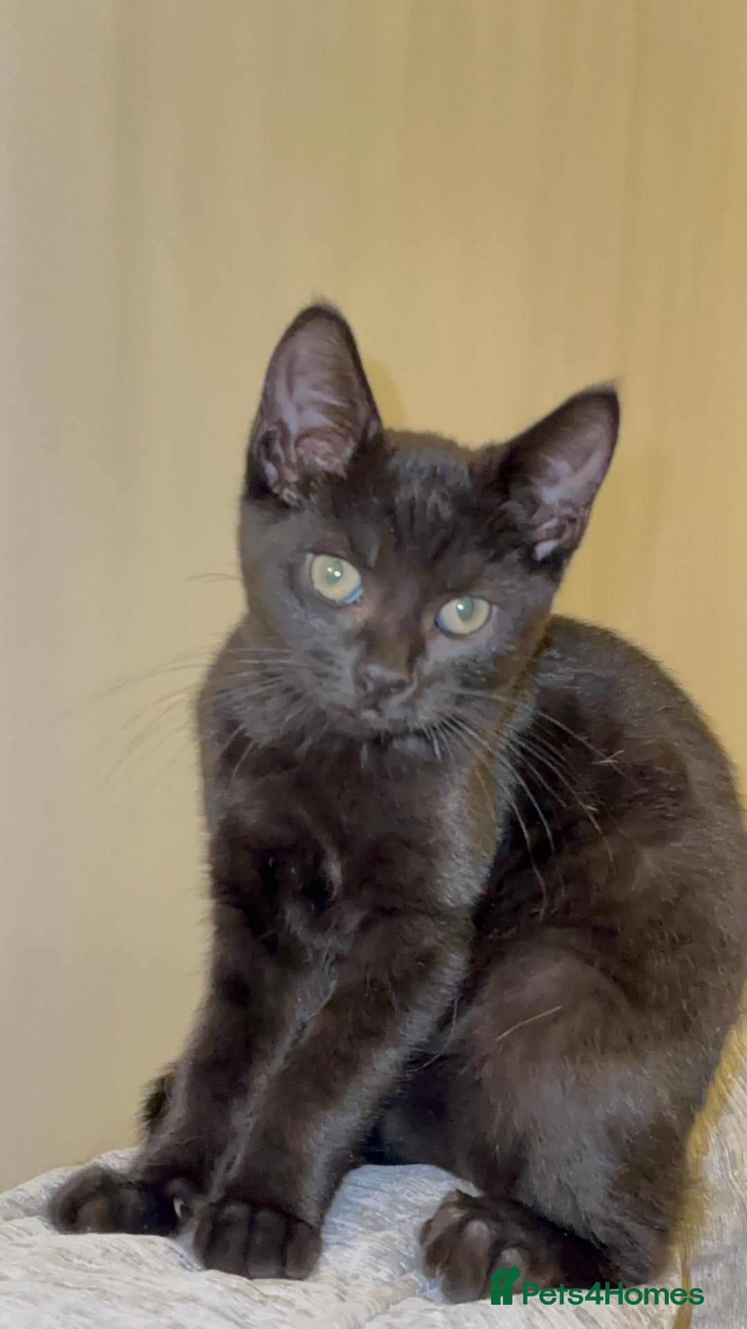 Mixed Breed cats for sale: Stunning Female Black Kitten  - Advert 4