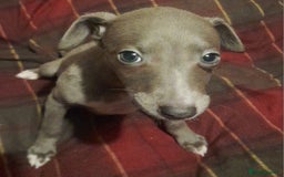 Whippet dogs for sale: KC Whippet puppies - Advert 12