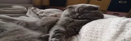 Scottish Fold cats for sale: Long Hair Scottish Fold Male Very affectionate  - Advert 3