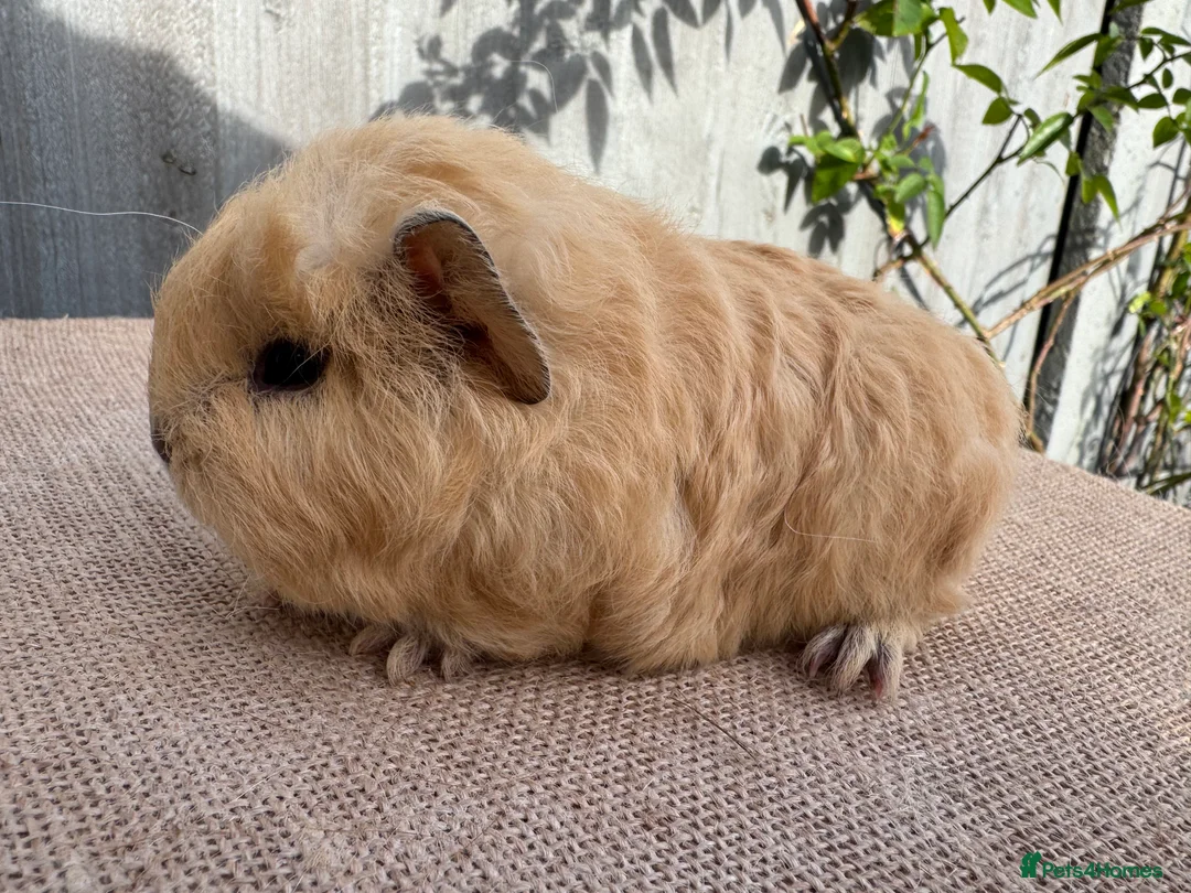 Guinea Pig rodents for sale: Beautiful boars  - Advert 11