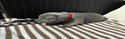 Staffordshire Bull Terrier dogs for sale: 💙KC Registered Blue Staffie Puppies💙 - Advert 14