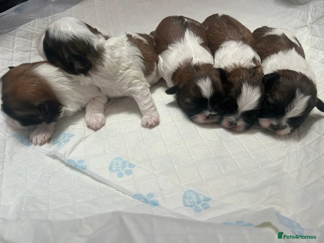 Shih Tzu dogs for sale: Shih Tzu  - Advert 13