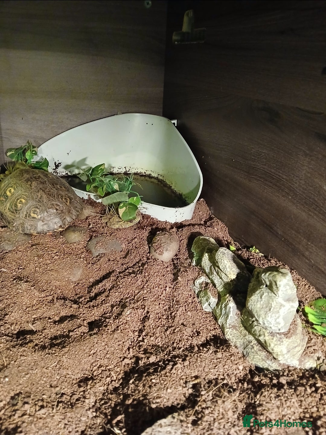 Turtle reptiles for sale: Wood Painted Turtles  - Advert 3