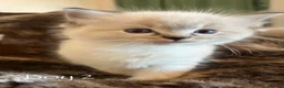 Ragdoll cats for sale: Outstanding GCCF Seal Lynx Ragdoll Kittens 🐾 - Advert 19