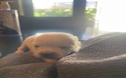 Pomchi dogs for sale: 3 little pomchis  - Advert 6