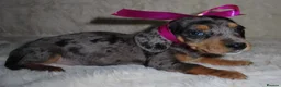 Dachshund dogs for sale: BEAUTIFUL DACHSHUND READY FOR FOREVER HOME!!! in Wolverhampton - Advert 33