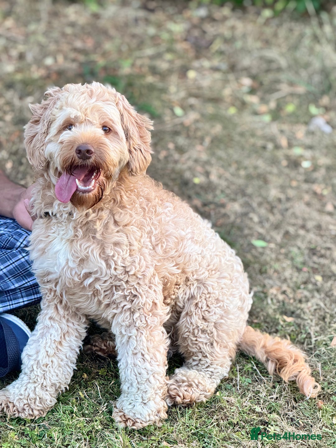 Cockapoo dogs for sale: LOVELY COCKAPOO FEMALE AFTER A NEW FAMILY HOME!!!! - Image 3
