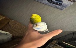 Budgerigars birds for sale: Male & female budgies  - Advert 1