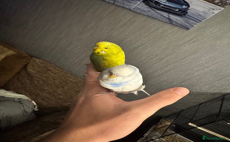 Budgerigars birds Male & female budgies  - Advert 1