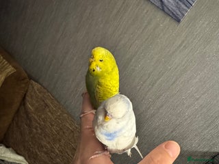 Budgerigars birds Male & female budgies - Advert 1