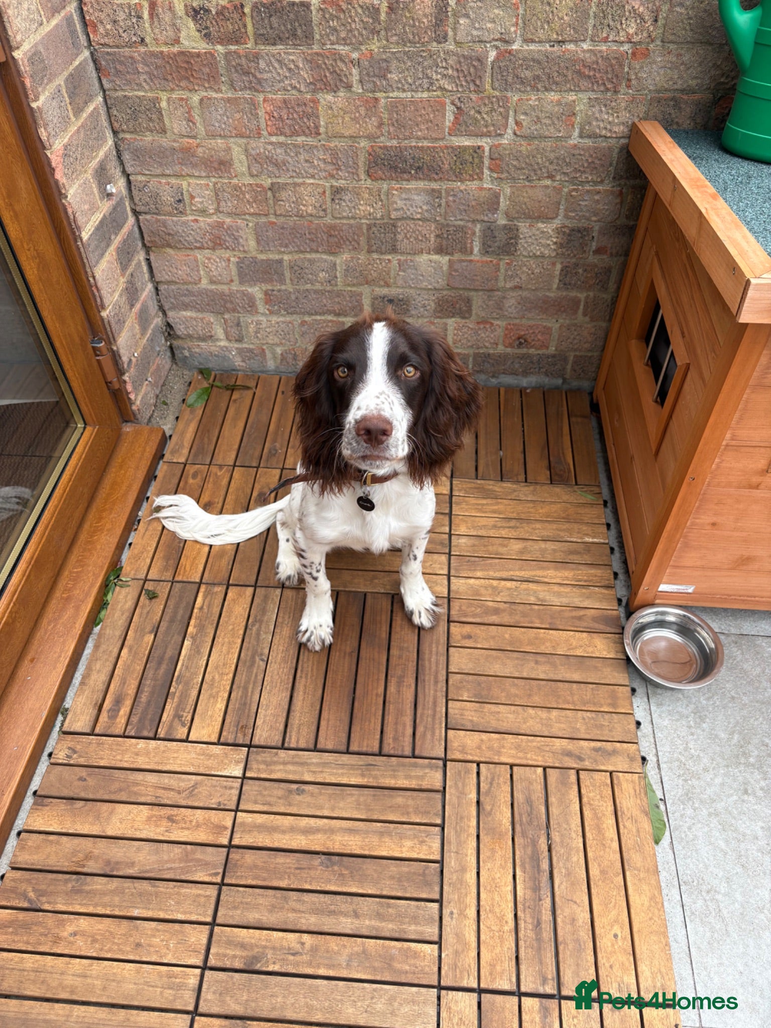 Sprocker dogs 8 month old sprocker - Advert 1