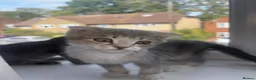 Scottish Fold cats for sale: 3 gorgeous females left 💕🎀 - Advert 4