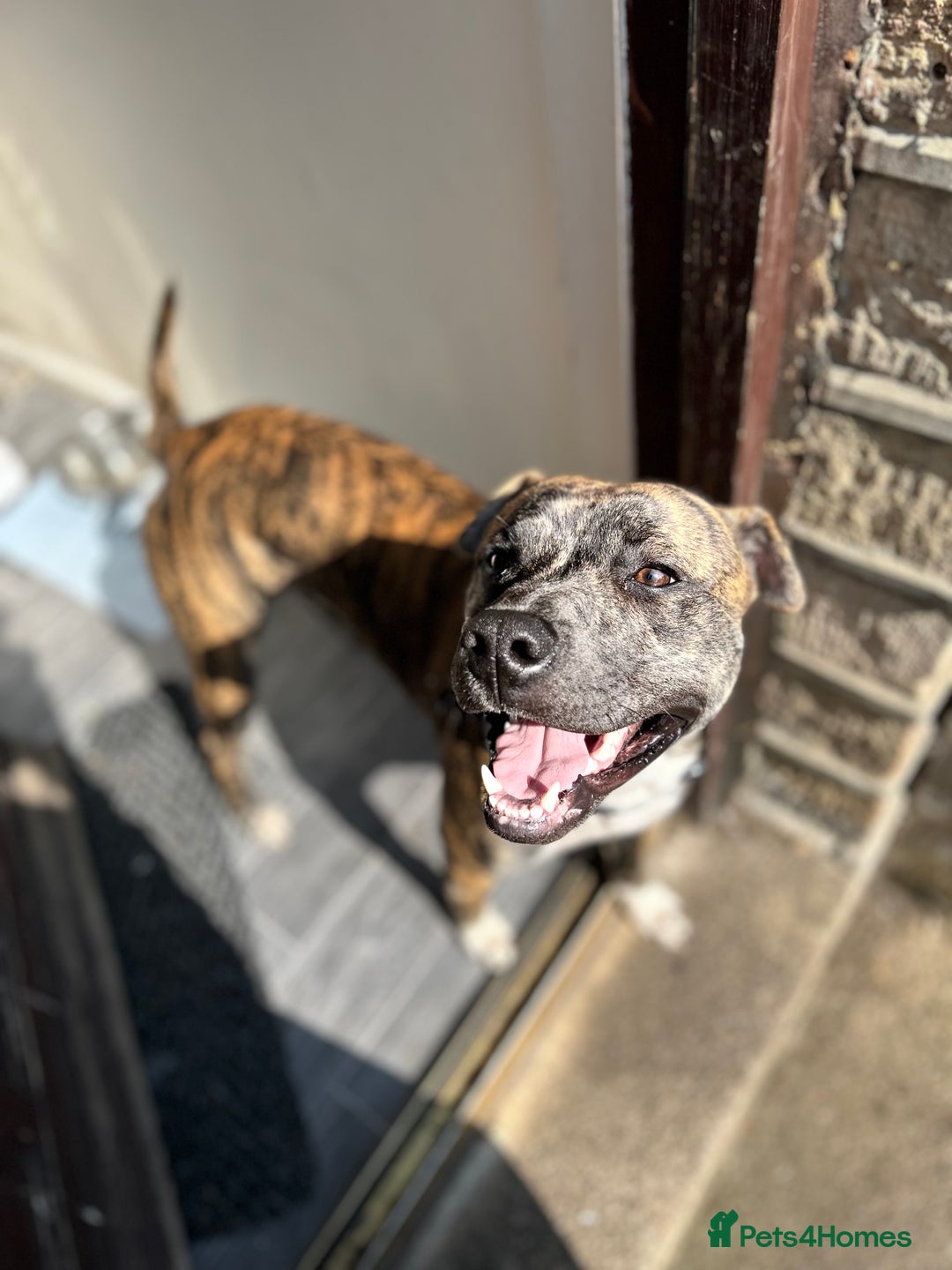 Mixed Breed dogs for sale: Boxer x Staffy  - Advert 4