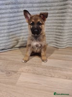 German Shepherd dogs - Advert 15