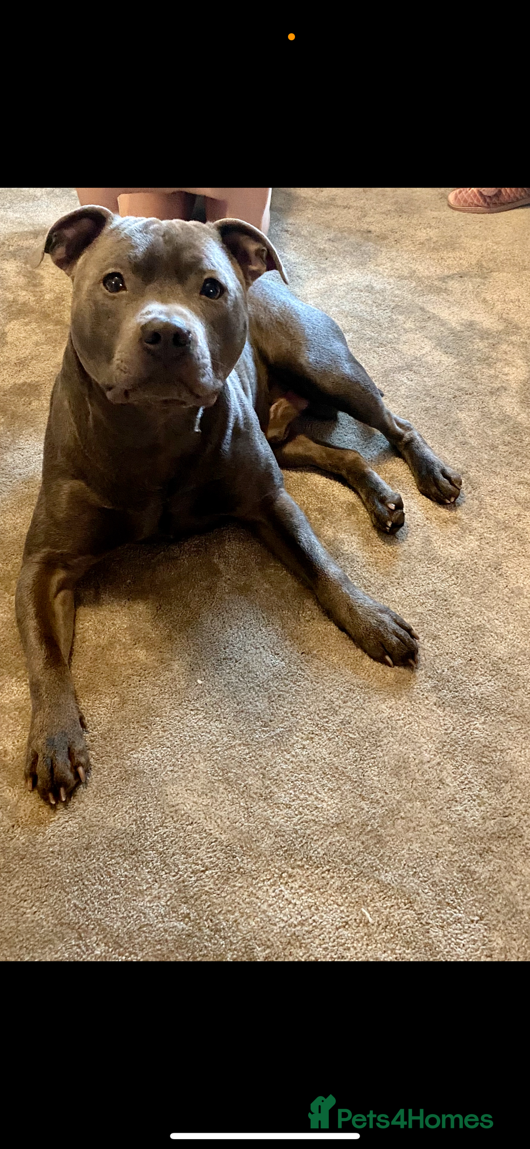 Staffordshire Bull Terrier dogs for sale: Blue Staffordshire bull terrier puppies  - Image 6