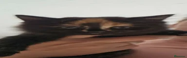 Mixed Breed Kitten 2