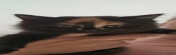 Mixed Breed cats for sale: Maine coon/Bengal kittens - Advert 4
