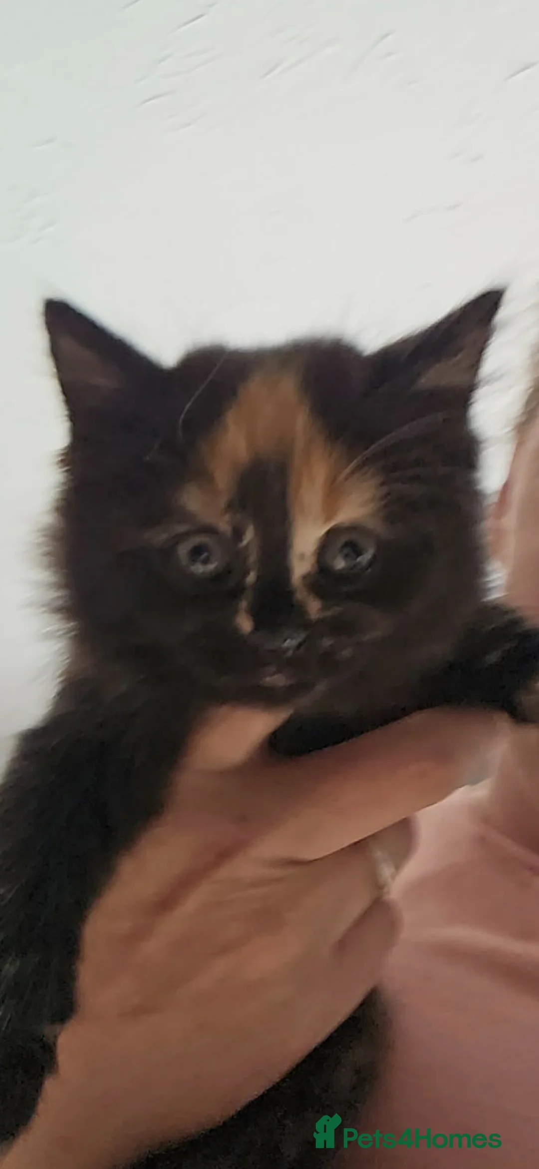 Mixed Breed cats for sale: Bengal cross kittens - Advert 12