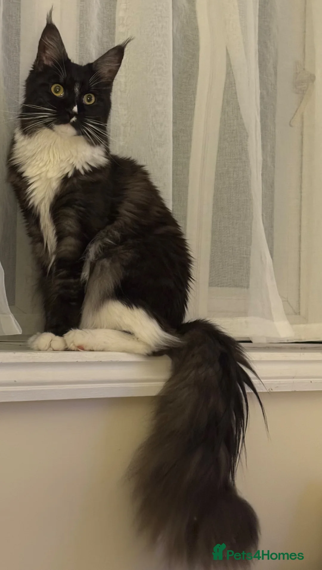 Maine Coon cats for sale: Beautiful Maine Coon Kittens  - Advert 6