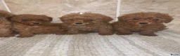Toy Poodle dogs for sale: Beautiful Red Toy Poodle Puppies For Sale - Advert 6