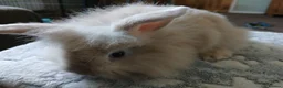 Mini Lion Lop rabbits for sale: Stunning DM Lion lop baby rabbits  - Advert 9