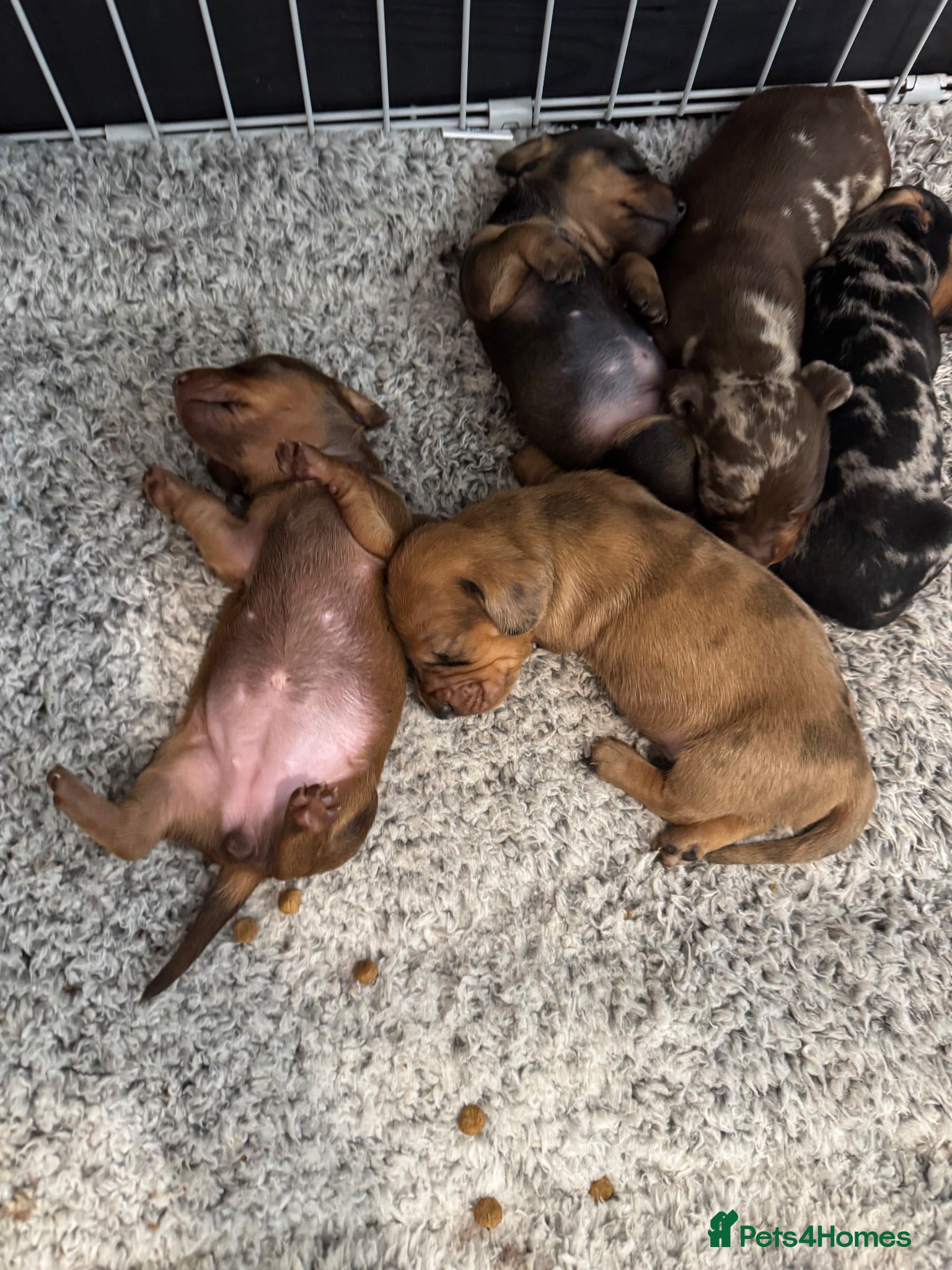 Miniature Dachshund dogs Miniature dachshund, family bred  - Advert 1