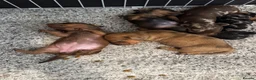 Miniature Dachshund dogs for sale: Miniature dachshund, family bred  - Advert 1