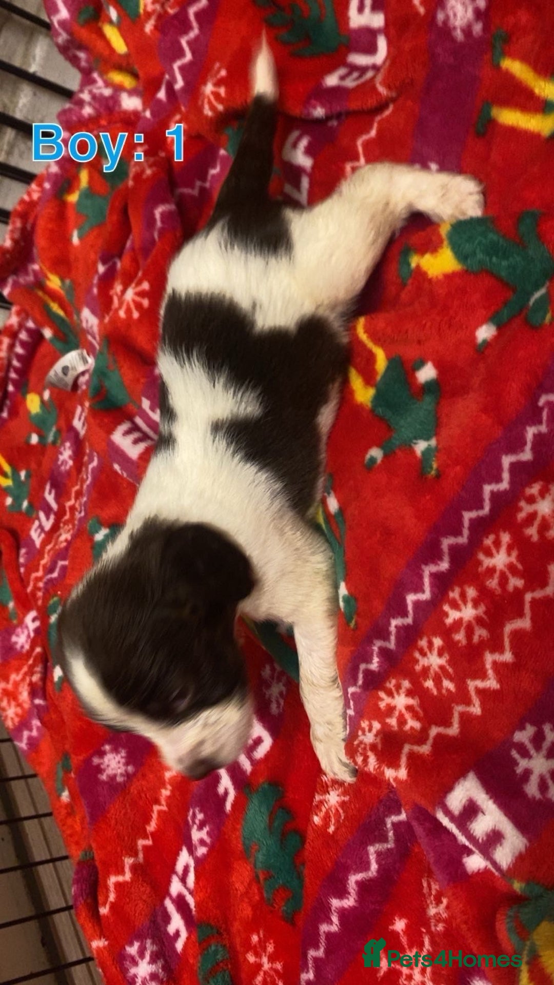 English Springer Spaniel dogs for sale: Beautiful litter of 11 springer spaniel puppies  - Advert 3
