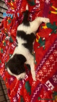 English Springer Spaniel dogs Beautiful litter of 11 springer spaniel puppies - Advert 5