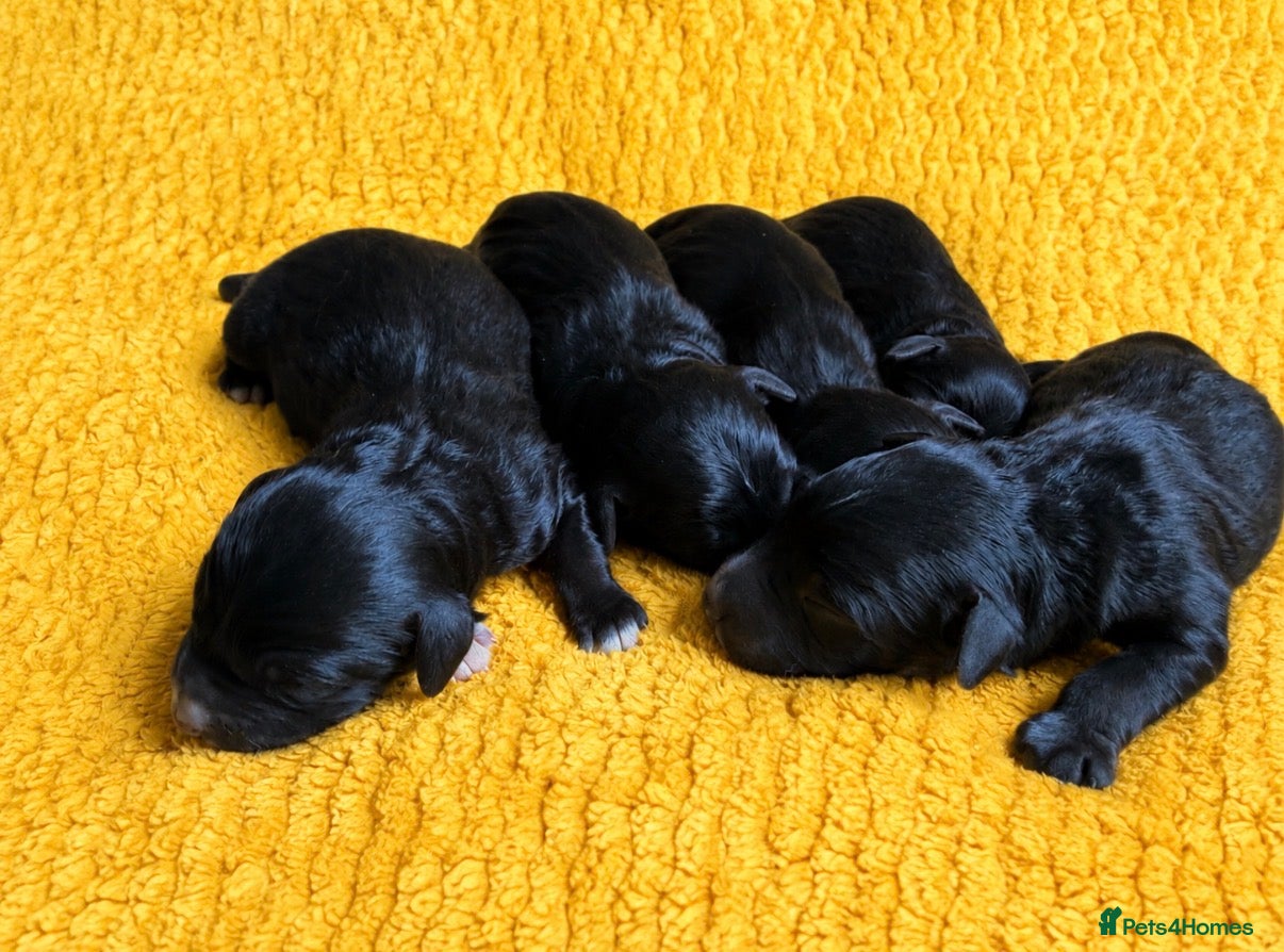 Bordoodle dogs for sale: Border doodle puppies - Advert 1