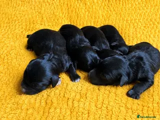 Bordoodle dogs Border doodle puppies - Advert 13