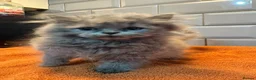 British Longhair cats for sale: Beautiful grey and lilac kittens - Advert 2