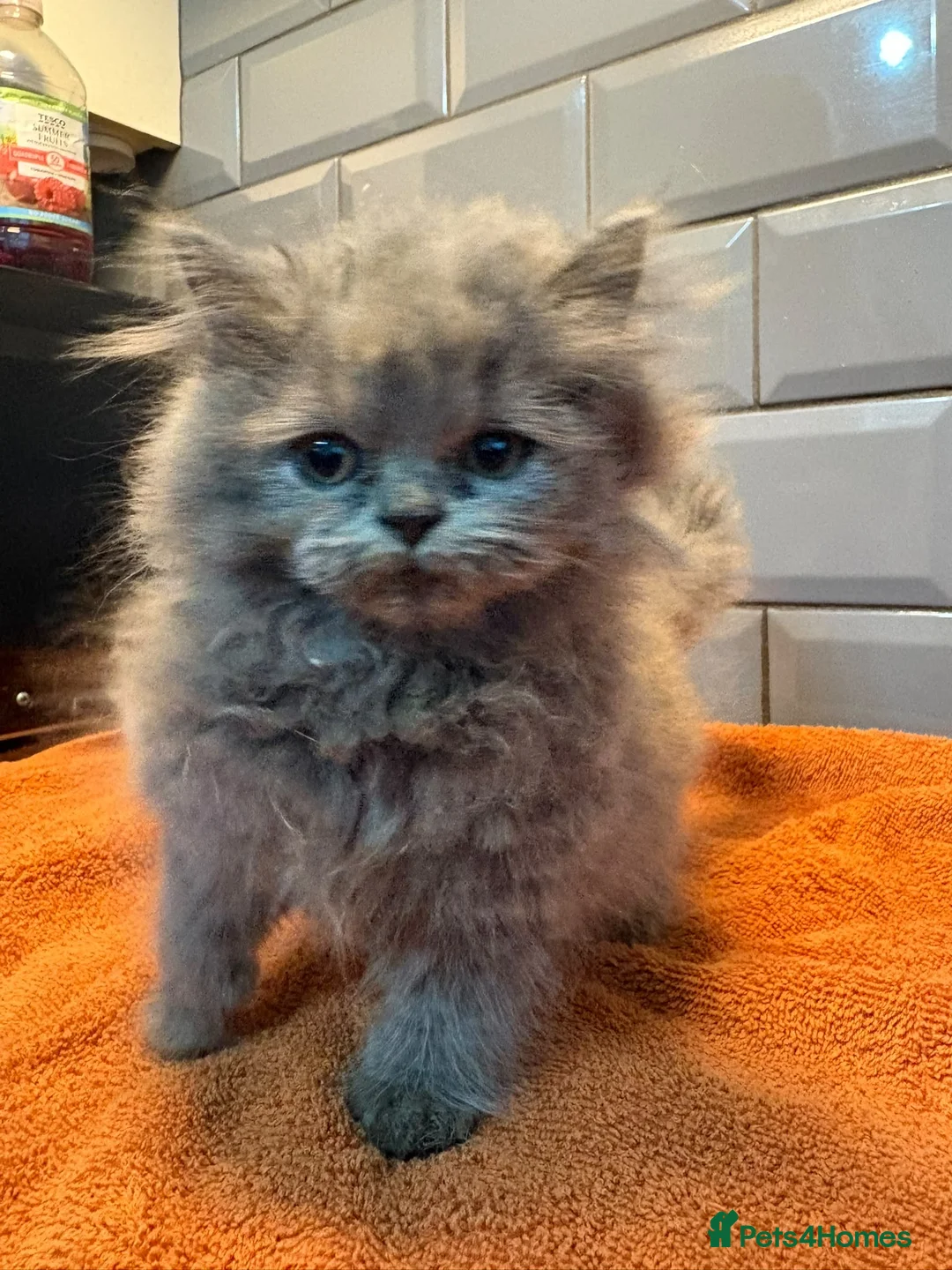 British Longhair cats for sale: Beautiful grey and lilac kittens - Advert 2