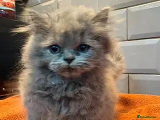 British Longhair cats Beautiful grey and lilac kittens - Advert 15