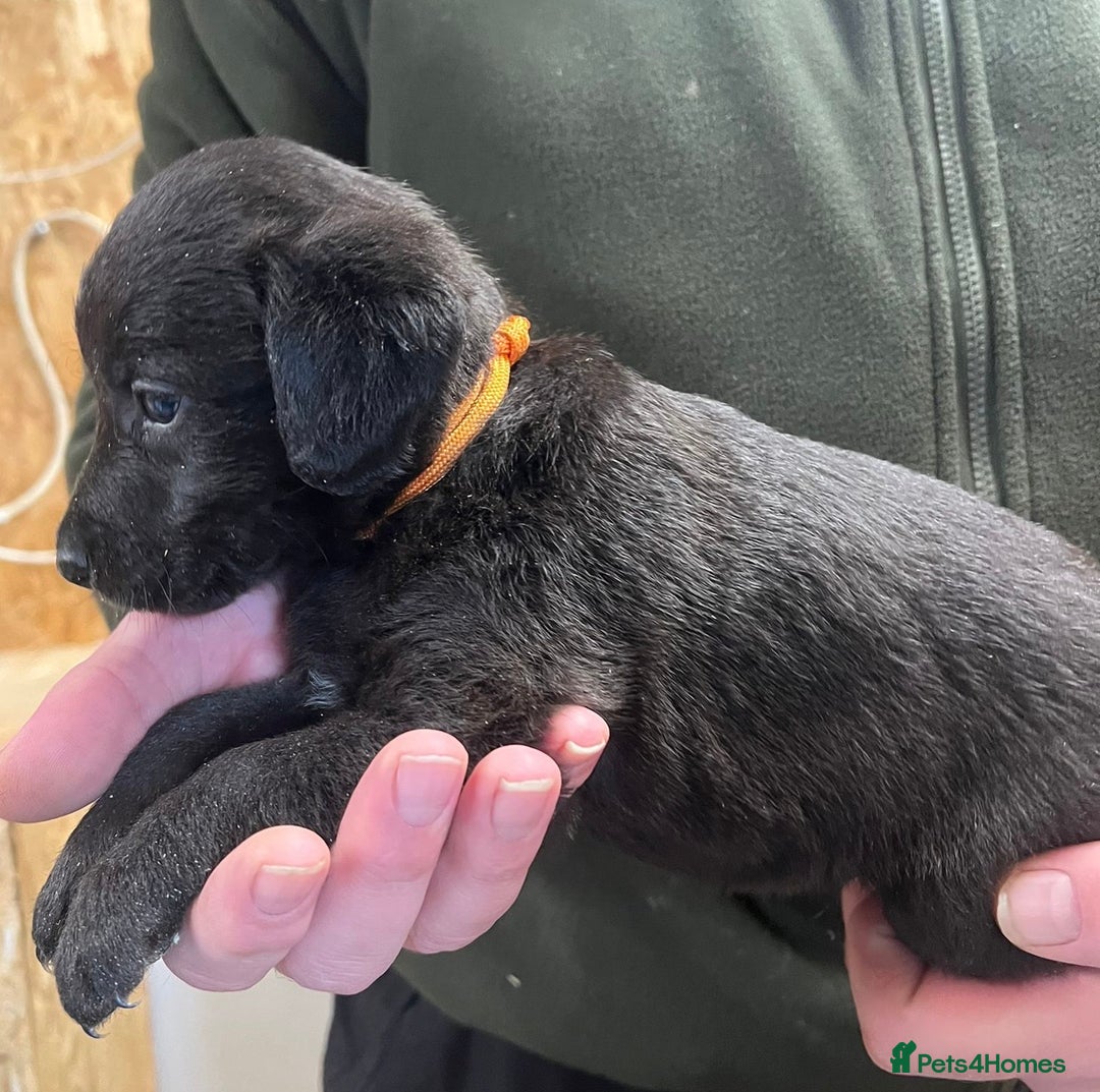 Mixed Breed dogs for sale: F1 Beddy whippets  - Advert 26