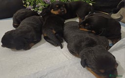 Rottweiler dogs for sale: Purebred Rottweiler Puppies Family Raised! 🐾 - Image 1