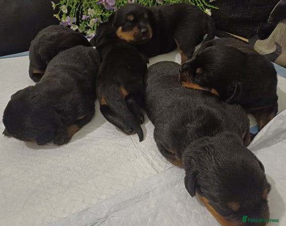 Rottweiler dogs - Advert 1