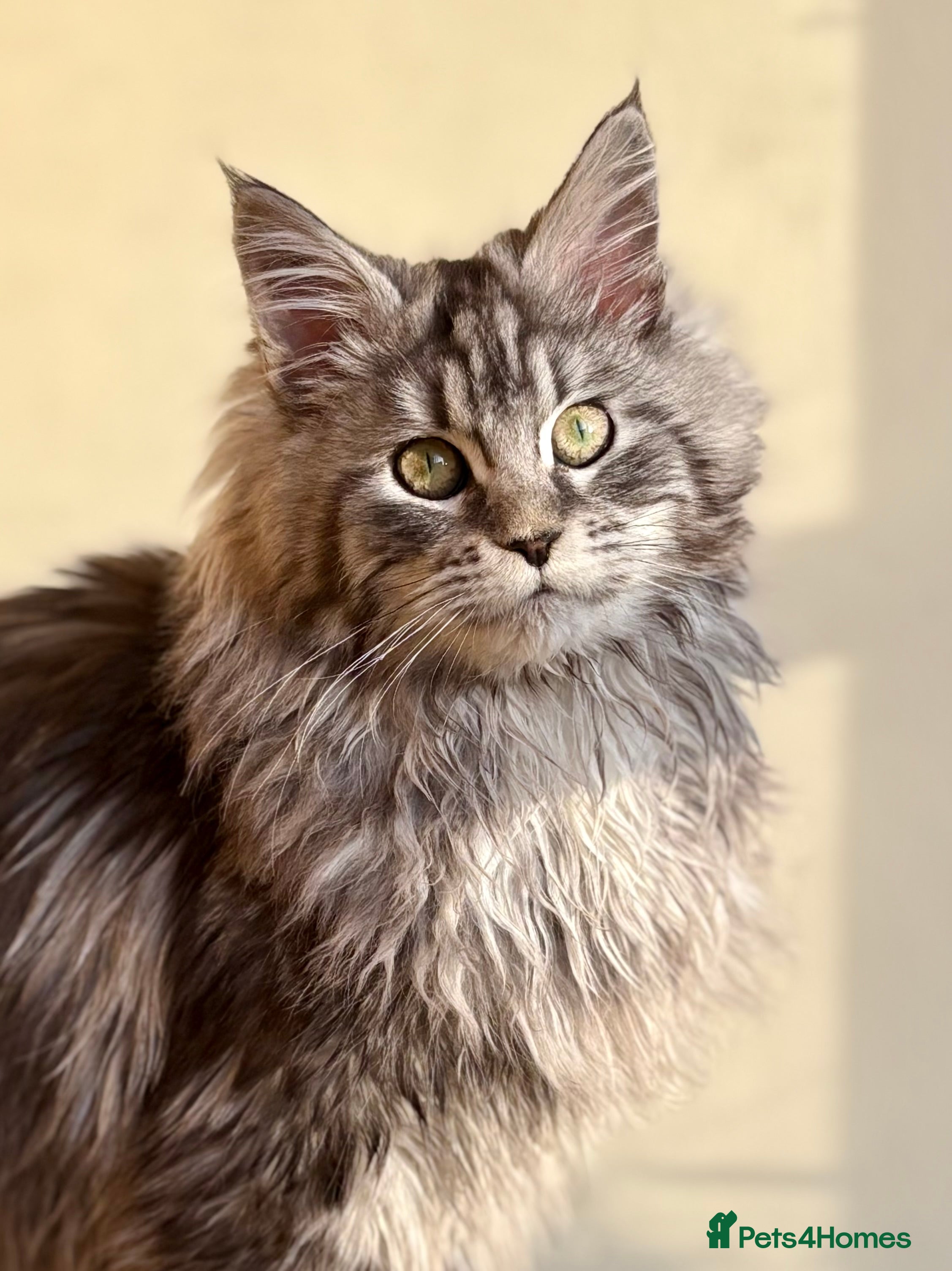 Maine Coon cats Beautiful Maine coon kittens - Advert 7