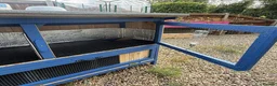 Guinea Pig rodents for sale: Guinea Pigs - Ready Now - Advert 32