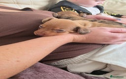 Dachshund dogs for sale: Dachshund tweenies for sale - Image 15