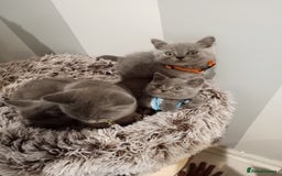 Brazilian Shorthair cats for sale: Beautiful blues Bristh short hair - Image 36