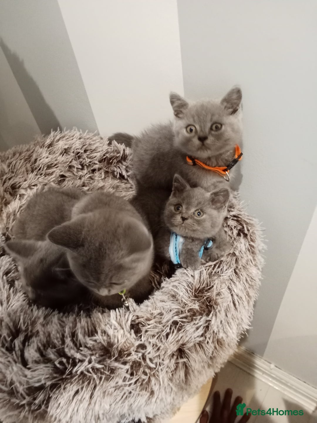 Brazilian Shorthair cats for sale: Beautiful blues Bristh short hair - Image 36