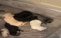 Schnoodle dogs for sale: Beautiful Schnoodle Puppies KC Reg Parents!!  - Image 10