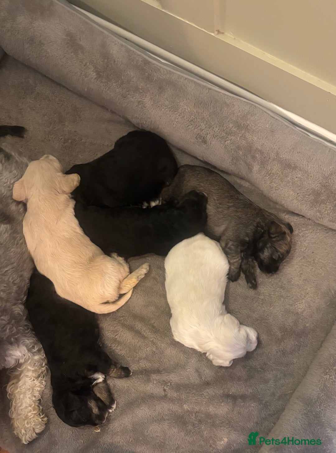 Schnoodle dogs for sale: Beautiful Schnoodle Puppies KC Reg Parents!!  - Image 10